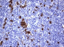 TYMS Mouse anti-Human, Clone: OTI1B1, lyophilized, TrueMAB 100 &mu;g; Unconjugated:Antibodies,