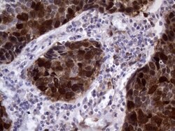 TYMS Mouse anti-Human, Clone: OTI1B2, lyophilized, TrueMAB 100 &mu;g; Unconjugated:Antibodies,