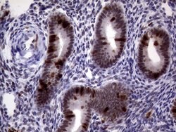 TYMS Mouse anti-Human, Clone: OTI1B2, lyophilized, TrueMAB 100 &mu;g; Unconjugated:Antibodies,