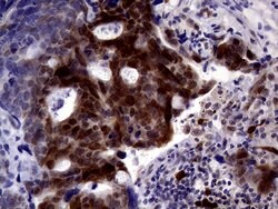 TYMS Mouse anti-Human, Clone: OTI1B2, lyophilized, TrueMAB 100 &mu;g; Unconjugated:Antibodies,