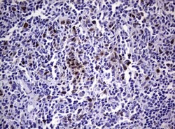 TYMS Mouse anti-Human, Clone: OTI1B2, lyophilized, TrueMAB 100 &mu;g; Unconjugated:Antibodies,