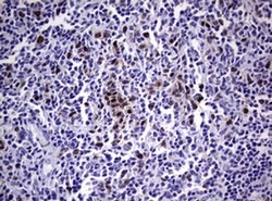 TYMS Monoclonal Antibody (OTI1B2), TrueMAB , OriGene 30 &mu;L; Unconjugated:Antibodies,