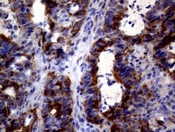 TYMS Monoclonal Antibody (OTI1B2), TrueMAB , OriGene:Antibodies:Primary