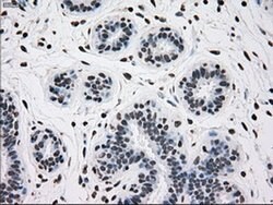TYRO3 Mouse anti-Human, Clone: OTI5B4, liquid, TrueMAB 100 &mu;L; Unconjugated:Antibodies,