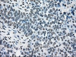 TYRO3 Mouse anti-Human, Clone: OTI5B4, liquid, TrueMAB 100 &mu;L; Unconjugated:Antibodies,