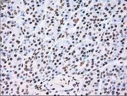 TYRO3 Mouse anti-Human, Clone: OTI5B4, liquid, TrueMAB 100 &mu;L; Unconjugated:Antibodies,