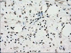 TYRO3 Mouse anti-Human, Clone: OTI5B4, liquid, TrueMAB 100 &mu;L; Unconjugated:Antibodies,