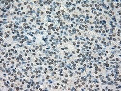 TYRO3 Mouse anti-Human, Clone: OTI5B4, liquid, TrueMAB 100 &mu;L; Unconjugated:Antibodies,