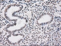 TYRO3 Mouse anti-Human, Clone: OTI5B4, liquid, TrueMAB 100 &mu;L; Unconjugated:Antibodies,