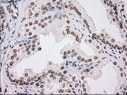 TYRO3 Mouse anti-Human, Clone: OTI5B4, liquid, TrueMAB 100 &mu;L; Unconjugated:Antibodies,