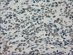TYRO3 Mouse anti-Human, Clone: OTI5B4, liquid, TrueMAB 100 &mu;L; Unconjugated:Antibodies,