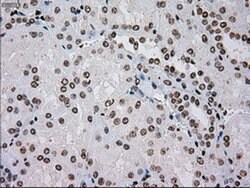 TYRO3 Mouse anti-Human, Clone: OTI5B4, liquid, TrueMAB 100 &mu;L; Unconjugated:Antibodies,