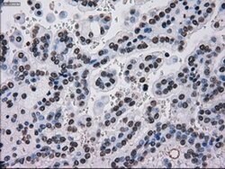 TYRO3 Mouse anti-Human, Clone: OTI5B4, liquid, TrueMAB 100 &mu;L; Unconjugated:Antibodies,