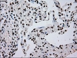 TYRO3 Mouse anti-Human, Clone: OTI5B4, liquid, TrueMAB 100 &mu;L; Unconjugated:Antibodies,