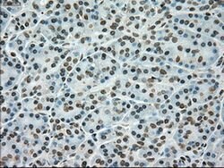 TYRO3 Mouse anti-Human, Clone: OTI4C8, liquid, TrueMAB 100 &mu;L; Unconjugated:Antibodies,