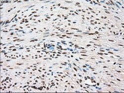 TYRO3 Mouse anti-Human, Clone: OTI4C8, liquid, TrueMAB 100 &mu;L; Unconjugated:Antibodies,