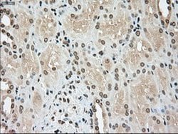 TYRO3 Mouse anti-Human, Clone: OTI4C8, liquid, TrueMAB 100 &mu;L; Unconjugated:Antibodies,