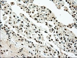 TYRO3 Mouse anti-Human, Clone: OTI4C8, liquid, TrueMAB 100 &mu;L; Unconjugated:Antibodies,