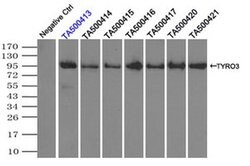 TYRO3 Mouse anti-Human, Clone: OTI5B4, liquid, TrueMAB 100 &mu;L; Unconjugated:Antibodies,