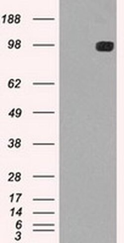 TYRO3 Mouse anti-Human, Clone: OTI5B4, liquid, TrueMAB 100 &mu;L; Unconjugated:Antibodies,