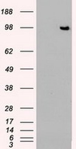 TYRO3 Mouse anti-Human, Clone: OTI4C8, liquid, TrueMAB 100 &mu;L; Unconjugated:Antibodies,