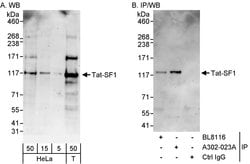 Tat-SF1 Rabbit anti-Human, Polyclonal, Bethyl Laboratories 100 &mu;l; Unlabeled:Antibodies,