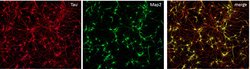 Tau Monoclonal Antibody (T46), Invitrogen&trade;