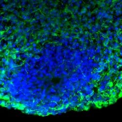 Tau Monoclonal Antibody (T46), Invitrogen&trade;