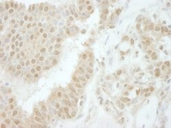Tip41 Polyclonal Antibody, Bethyl Laboratories:Antibodies:Primary Antibodies