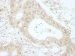 Tip41 Polyclonal Antibody, Bethyl Laboratories 10 &mu;l; Unlabeled:Antibodies,