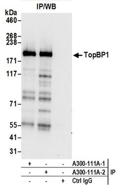 TopBP1 Rabbit anti-Human, Mouse, Polyclonal, Bethyl Laboratories 100 &mu;l;