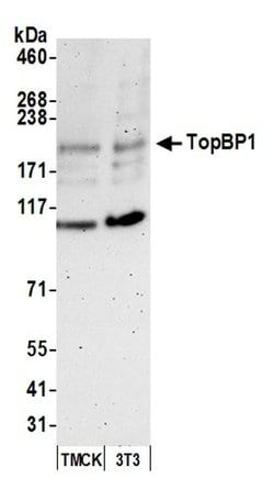 TopBP1 Rabbit anti-Human, Mouse, Polyclonal, Bethyl Laboratories 100 &mu;l;