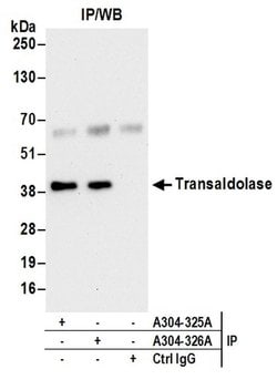 Transaldolase Rabbit anti-Human, Mouse, Polyclonal, Bethyl Laboratories
