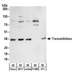 Transaldolase Rabbit anti-Human, Mouse, Polyclonal, Bethyl Laboratories