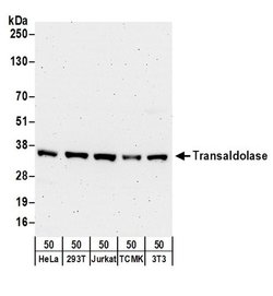 Transaldolase Rabbit anti-Human, Mouse, Polyclonal, Bethyl Laboratories