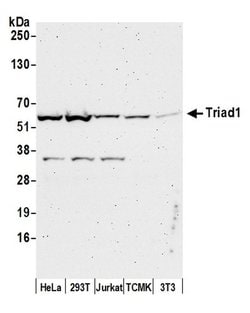 Triad1 Polyclonal Antibody, Bethyl Laboratories:Antibodies:Primary Antibodies