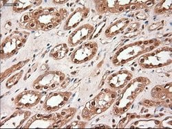 Trim33 Mouse anti-Human, Clone: OTI9D4, lyophilized, TrueMAB 100 &mu;g | Buy Online | Origene Technologies | Fisher Scientific