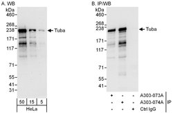 Tuba Rabbit anti-Human, Polyclonal, Bethyl Laboratories 100 &mu;l; Unlabeled:Antibodies,