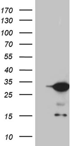 U2AF1L4 Monoclonal Antibody (OTI7B12), TrueMAB , OriGene:Antibodies:Primary