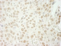 U2AF35 Polyclonal Antibody, Bethyl Laboratories 100 &mu;L; Unconjugated:Antibodies,
