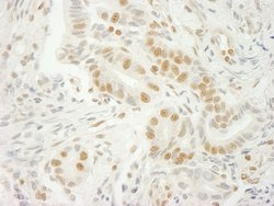 U2AF35 Polyclonal Antibody, Bethyl Laboratories 100 &mu;L; Unconjugated:Antibodies,
