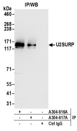 U2SURP Rabbit anti-Human, Mouse, Polyclonal, Bethyl Laboratories 100 &mu;L;