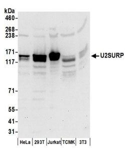 U2SURP Rabbit anti-Human, Mouse, Polyclonal, Bethyl Laboratories 100 &mu;L;