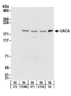 UACA Rabbit anti-Human, Mouse, Rat, Polyclonal, Bethyl Laboratories 100