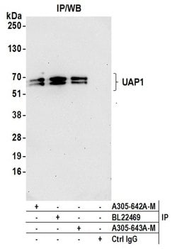 UAP1 Polyclonal Antibody, Bethyl Laboratories 20 &mu;L; Unconjugated:Antibodies,