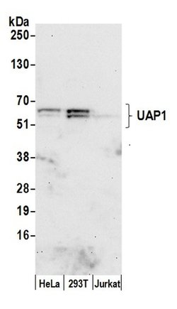 UAP1 Polyclonal Antibody, Bethyl Laboratories 20 &mu;L; Unconjugated:Antibodies,