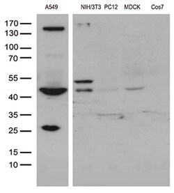 UBA3 Mouse anti-Canine, Human, Mouse, Rat, Clone: OTI1B10, lyophilized,
