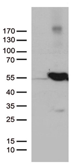 UBA3 Monoclonal Antibody (OTI1B9), TrueMAB , OriGene 100 &mu;L; Unconjugated:Antibodies,