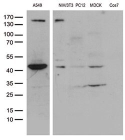 UBA3 Monoclonal Antibody (OTI1B9), TrueMAB , OriGene 100 &mu;L; Unconjugated:Antibodies,