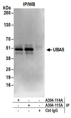 UBA5 Rabbit anti-Human, Polyclonal, Bethyl Laboratories 10 &mu;L; Unconjugated:Antibodies,